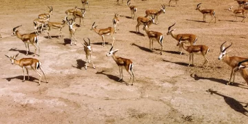 الإهمال ونقص الغذاء يهــــددان غزال الريم العراقي بالانقراض