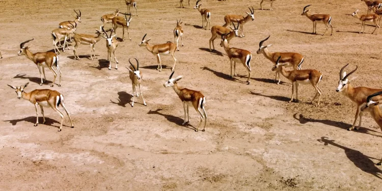 الإهمال ونقص الغذاء يهــــددان غزال الريم العراقي بالانقراض