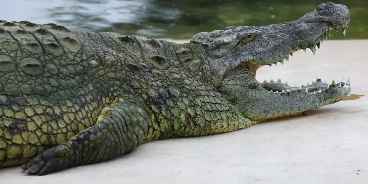 إندونيسيا.. العثور على بقايا امرأة داخل جوف تمساح