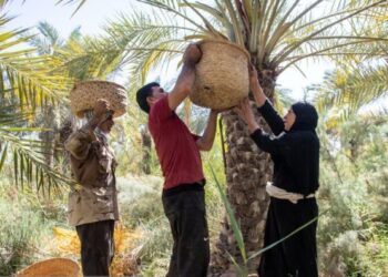 تمـــور العراق تبحث عن أسواق جديدة