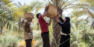 تمـــور العراق تبحث عن أسواق جديدة