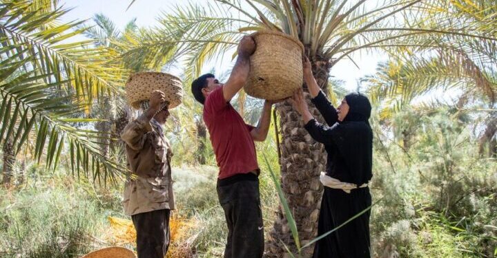 تمـــور العراق تبحث عن أسواق جديدة