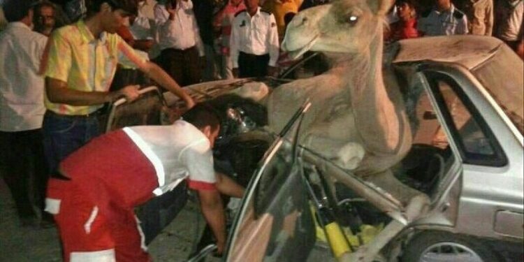 إيران تعلن عن ارتفاع في عدد وفيات زيارة الأربعين