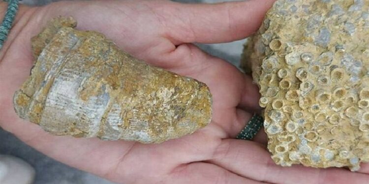 العثور على آثار بحر دافئ قديم غرب سيبيريا