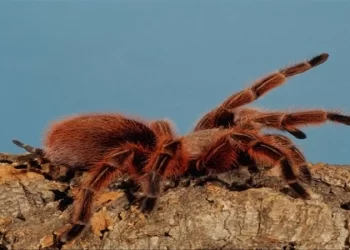 العناكب السامة تغزو مدن أمريكية