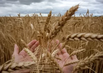 العراق يستورد قمحا من كندا بأكثر من 40 مليون $