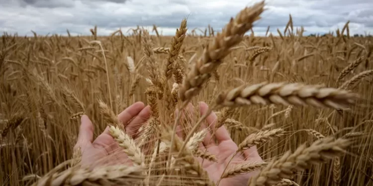 العراق يستورد قمحا من كندا بأكثر من 40 مليون $