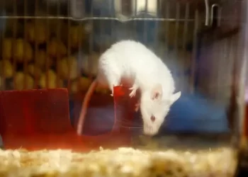 ابتكـــار “صبغة بيولوجية” تجعل الجلد شفافاً