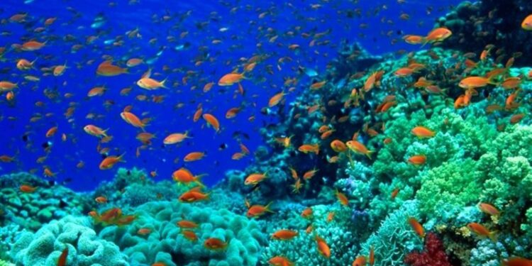 اكتشاف معلومة مثيرة عن الشعاب المرجانية … “مقبرة للمواد البلاستيكية الدقيقة”
