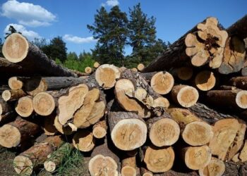 رقم قياسي في واردات كوريا الجنوبية من الأخشاب الروسية
