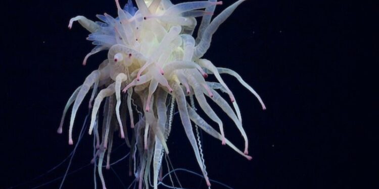 اكتشاف مخلوقات غريبة في المحيط الهادئ