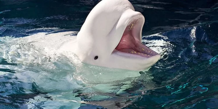 وفاة الحوت “هفالديمير” جنوب النرويج ,,, لقبوه بالجاسوس الروسي