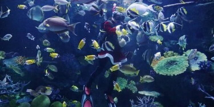 بعض الأسماك قادرة على التعلم والشعور بالألم