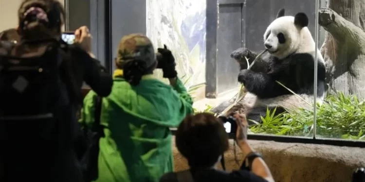 اليابان.. الآلاف تودع دب الباندا بالدموع والقبلات