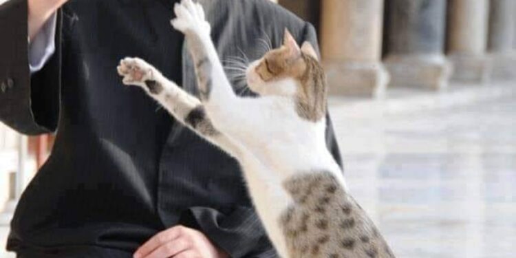 فتاوى عن تربية القطط وعمل المرأة تثير “انتقادات سوشيالية”