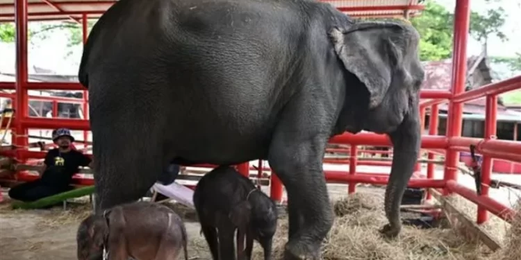 زيمبابوي تأمر بإعدام 200 فيل