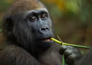 غوريلا برية تقود العلماء لنباتات قد تكون مضادة لبعض أنواع العدوى البكتيرية