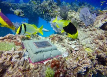 مقبرة غير عادية في قاع البحر قبالة فلوريدا