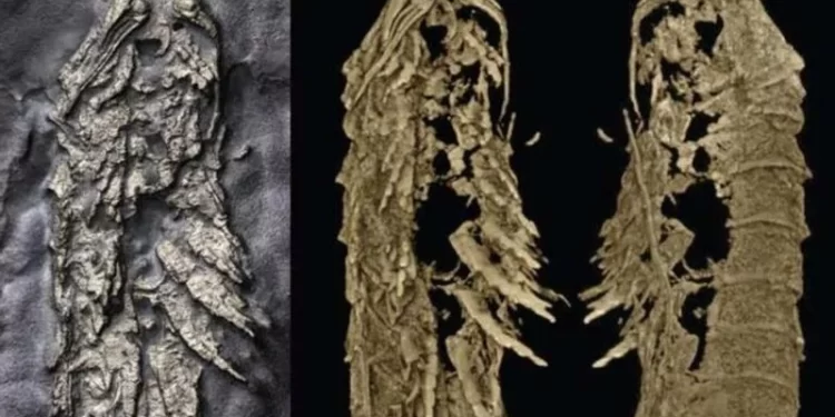 اكتشاف حشرة ذهبية عاشت قبل 450 مليون سنة