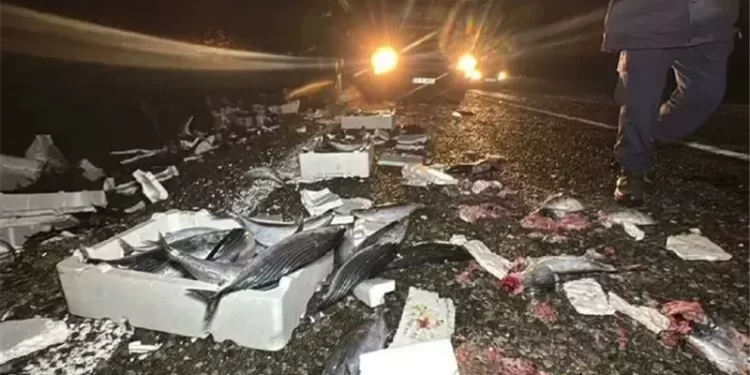 إغلاق طريق سريع في تركيا بسبب انتشار آلاف الأسماك