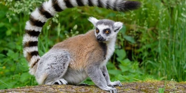 مخلوق غامض يبث الرعب في قلوب سكان ولاية فيرجينيا