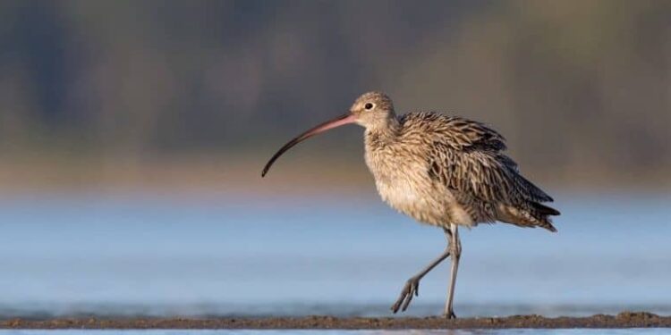 الاعلان عن “انقـــراض” طائر الكروان