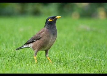 طائر هندي “خطير” يثير الذعر في الجزائر