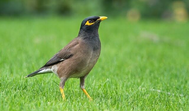 طائر هندي “خطير” يثير الذعر في الجزائر