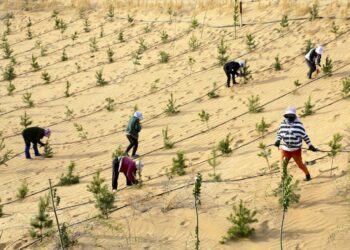 الصين تنهي حملة استمرت 46 عاما لتطويق أكبر صحاريها بالأشجار
