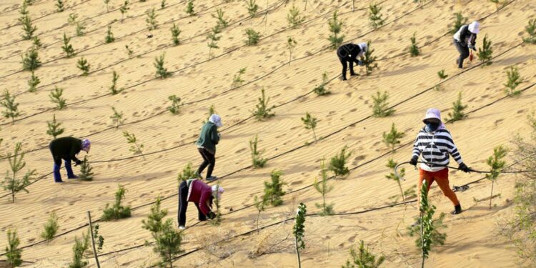 الصين تنهي حملة استمرت 46 عاما لتطويق أكبر صحاريها بالأشجار