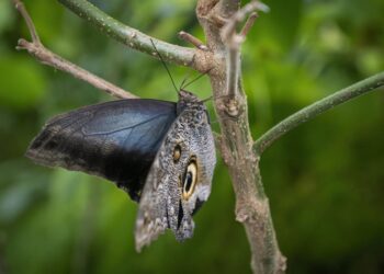 معنى الفراشة بين الطبيعة وعلم النفس