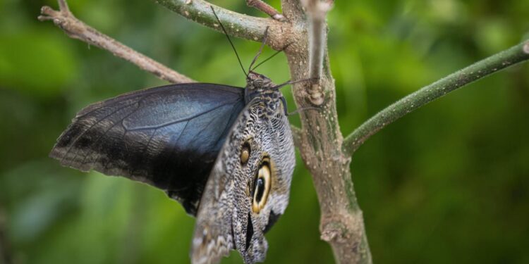 معنى الفراشة بين الطبيعة وعلم النفس