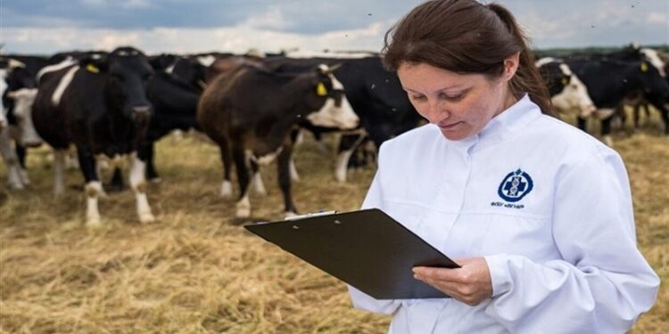روسيا.. تطوير نظاما لجمع البيانات الوراثية للماشية