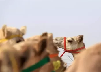 السعودية.. ضبط إبل خضعت لعمليات تجميل للمنافسة بمسابقة مليونية