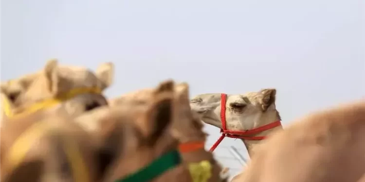 السعودية.. ضبط إبل خضعت لعمليات تجميل للمنافسة بمسابقة مليونية