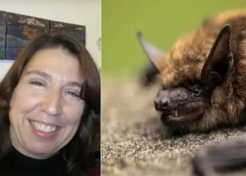 مصرع مُدرسة “عضها” خفاش داخل الفصل ,,, كان مصابا بداء الكلب