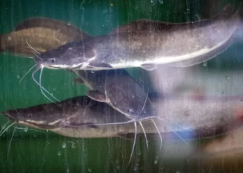 كمبوديا.. صيد 6 من أسماك السلور يجدد آمال حمايتها من الانقراض