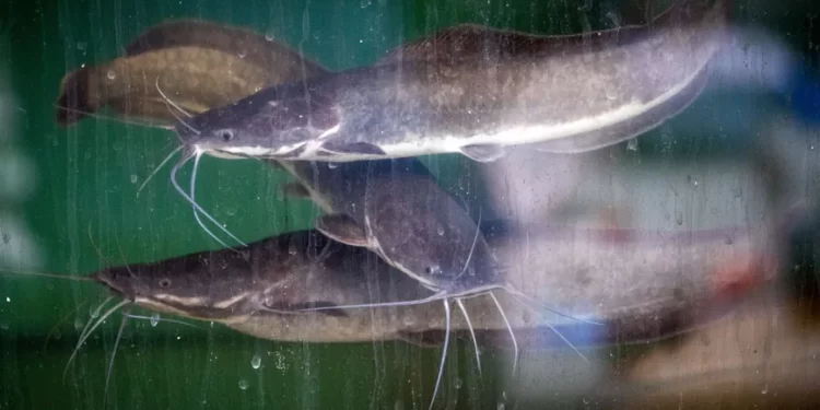 كمبوديا.. صيد 6 من أسماك السلور يجدد آمال حمايتها من الانقراض