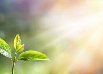 السعودية.. اكتشاف 8 أنواع من النباتات النادرة