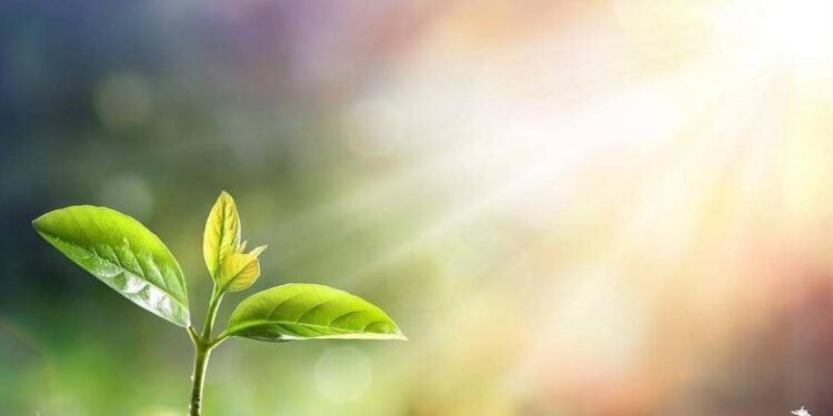 السعودية.. اكتشاف 8 أنواع من النباتات النادرة