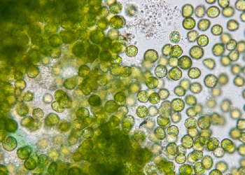 من اليرقات إلى أطباقنا