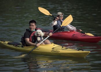 ما سر رواج استنساخ الحيوانات الأليفة في الصين؟