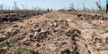 الانبار.. مشروع فريد من نوعه ,,, “مزرعة الأمل” تحارب السرطان بالزيتون
