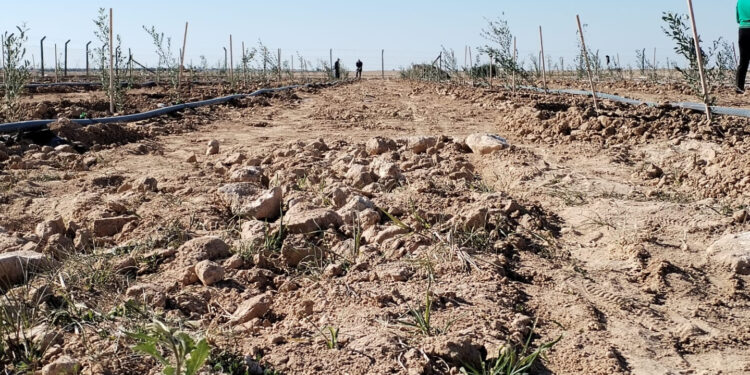 الانبار.. مشروع فريد من نوعه ,,, “مزرعة الأمل” تحارب السرطان بالزيتون