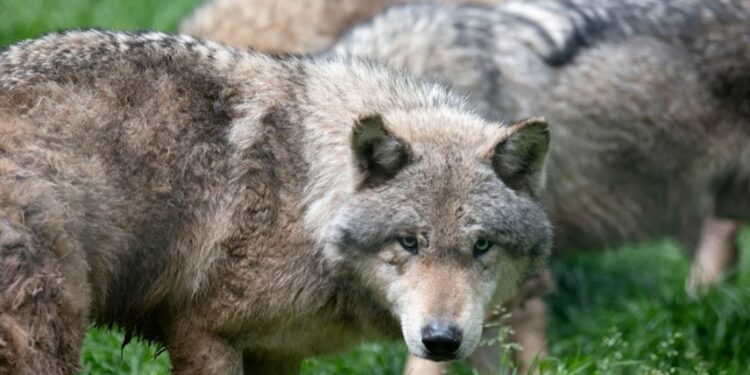 الاتحاد الأوروبي يخفف قواعد التخلص من الذئاب