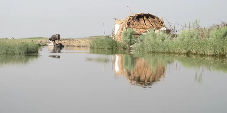 إعادة تأهيــــل الأراضي المتدهورة وزيادة التنوع الحيوي في الأهوار