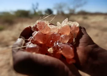 كيف يجري تهريب الصمغ العربي السوداني