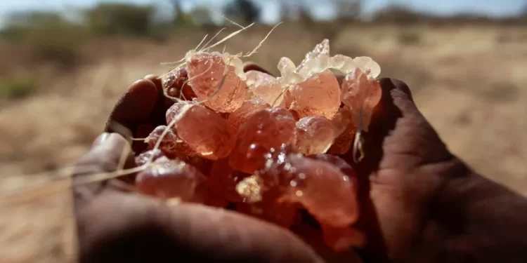 كيف يجري تهريب الصمغ العربي السوداني