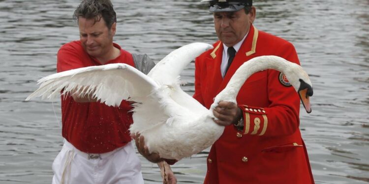 الشرطة في خدمة البجع… غرائب قوانين عالم الحيوان