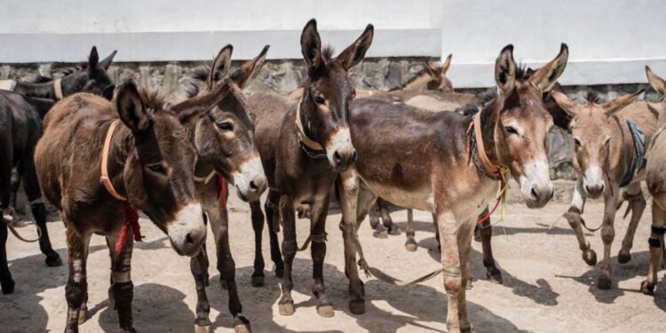 ستة ملايين حمار تذبح سنويا لتلبية الطلب الصيني